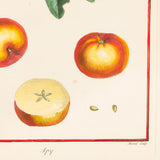 Copperplate tree-fruit engravings from “Traite des Arbres Fruitiers” by H L Duhamel du Monceau, Paris 1768, with later colouring. (A set of 14).