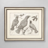 A SET OF SIX COPPERPLATE BIRD ENGRAVINGS CIRCA 1734-1765. THREE LARGE IN LANDSCAPE FORMAT AND THREE SMALLER IN PORTRAIT FORMAT, SET IN MODERN HANDPAINTED FRAMES AND MOUNTS.