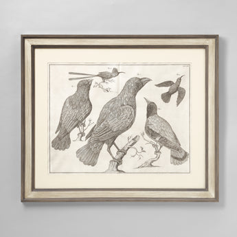 A SET OF SIX COPPERPLATE BIRD ENGRAVINGS CIRCA 1734-1765. THREE LARGE IN LANDSCAPE FORMAT AND THREE SMALLER IN PORTRAIT FORMAT, SET IN MODERN HANDPAINTED FRAMES AND MOUNTS.