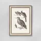 A SET OF SIX COPPERPLATE BIRD ENGRAVINGS CIRCA 1734-1765. THREE LARGE IN LANDSCAPE FORMAT AND THREE SMALLER IN PORTRAIT FORMAT, SET IN MODERN HANDPAINTED FRAMES AND MOUNTS.