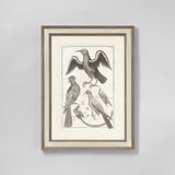 A SET OF SIX COPPERPLATE BIRD ENGRAVINGS CIRCA 1734-1765. THREE LARGE IN LANDSCAPE FORMAT AND THREE SMALLER IN PORTRAIT FORMAT, SET IN MODERN HANDPAINTED FRAMES AND MOUNTS.