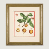 Copperplate tree-fruit engravings from “Traite des Arbres Fruitiers” by H L Duhamel du Monceau, Paris 1768, with later colouring. (A set of 14).