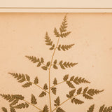 A collection of New Zealand pressed ferns from an album made in Auckland in the late 19th century. (A set of 10).