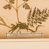 A collection of New Zealand pressed ferns from an album made in Auckland in the late 19th century. (A set of 8).