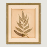 A collection of New Zealand pressed ferns from an album made in Auckland in the late 19th century. (A set of 10).
