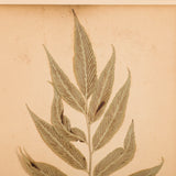 A collection of New Zealand pressed ferns from an album made in Auckland in the late 19th century. (A set of 8).